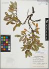 Foto von Salix glauca L.